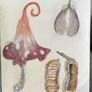 Mon projet du cours : Dessin de créatures fantastiques inspirées de la nature. Projekt z dziedziny R, sunek ołówkiem,  R, sunek, Malowanie akwarelą, Sketchbook, Ilustracja naturalist i czna użytkownika oana_velcea - 15.08.2024