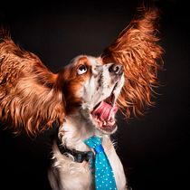 Mi proyecto final esta compuesto de varios perritos que les he tomado fotos, fotografiar animales es mi pasión y espero poder dedicarme a esto profesionalmente algún día.. Un projet de Photographie de studio de María Vetencourt - 23.04.2020